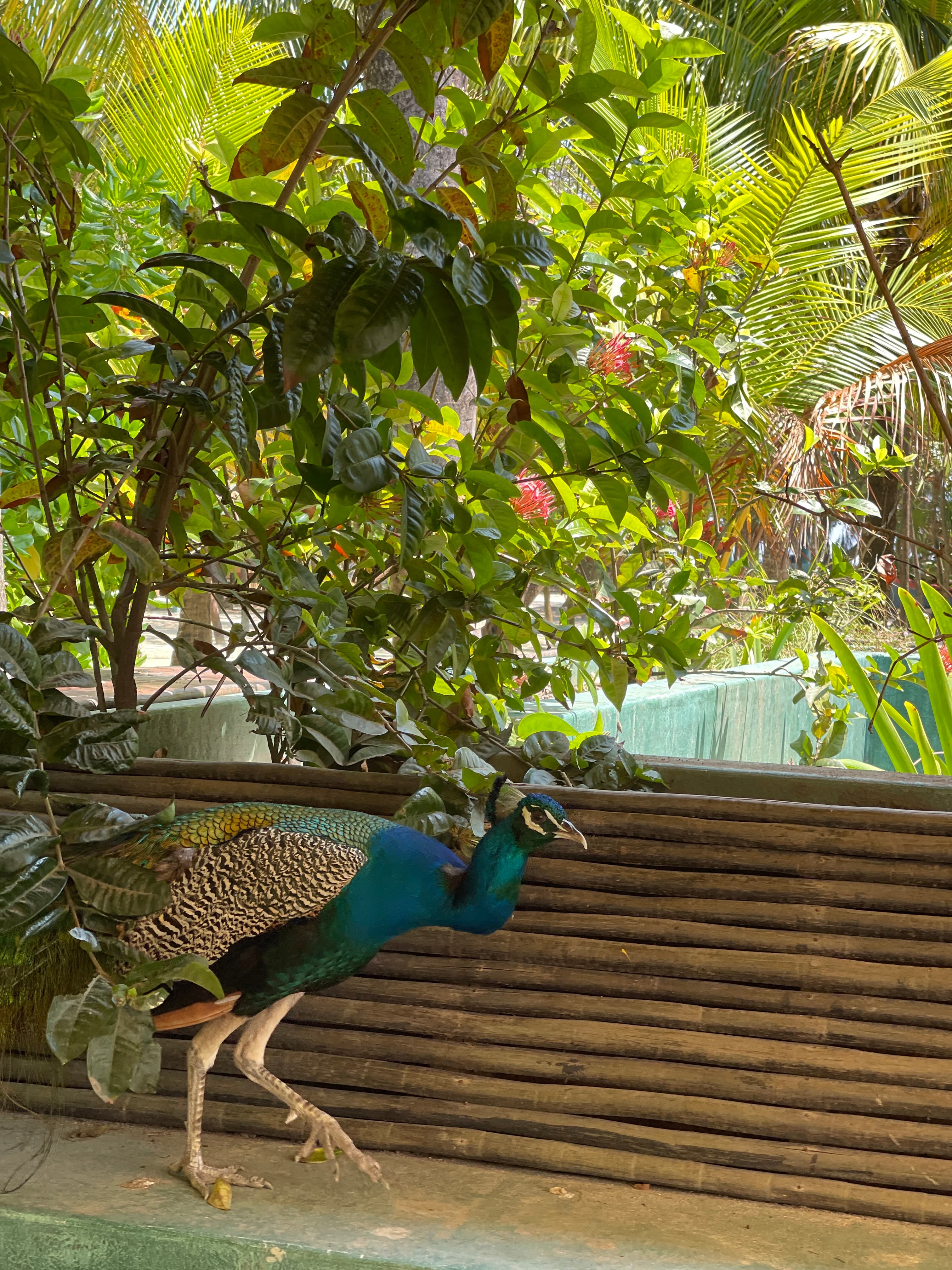 Peacock in a tropical garden