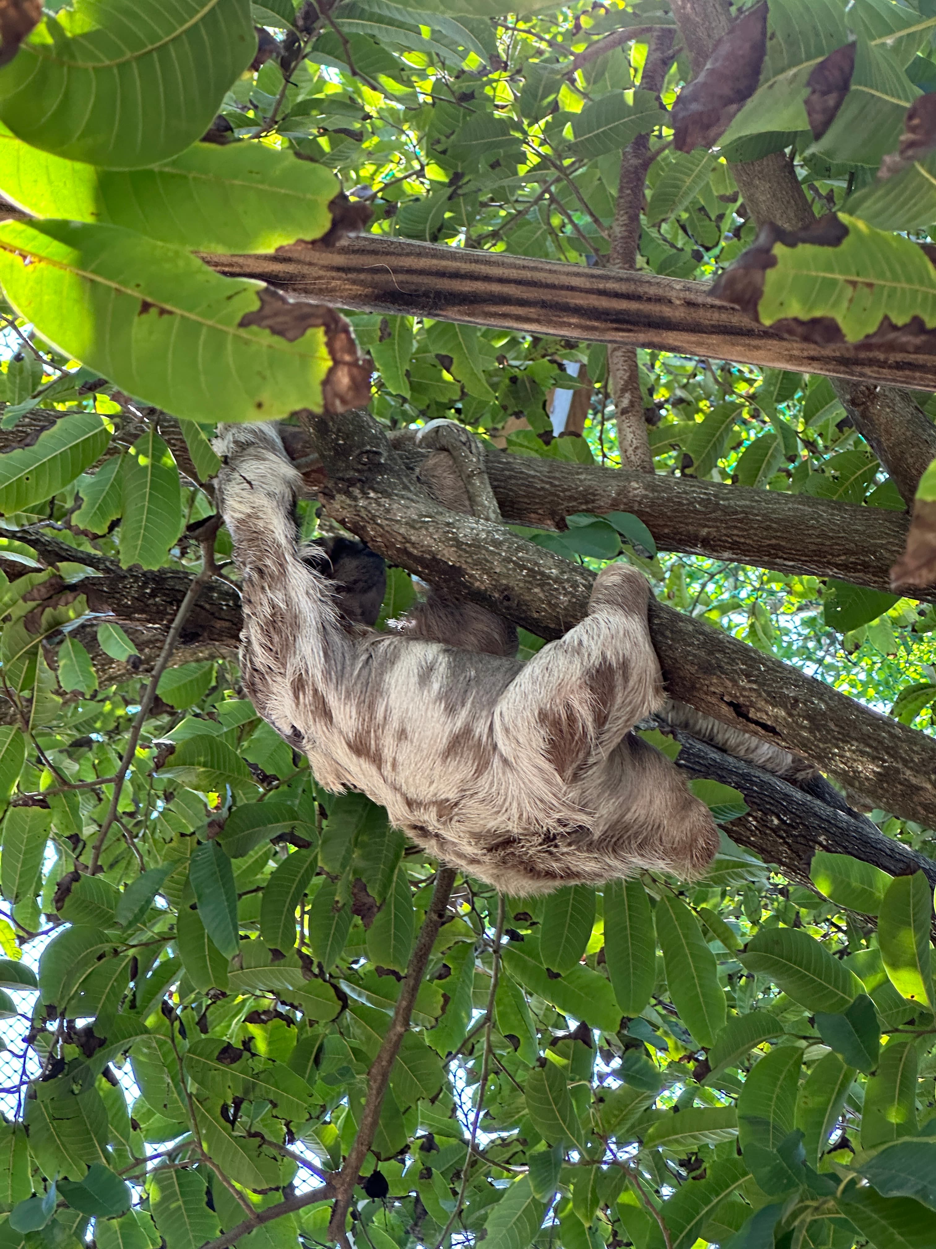Wildlife