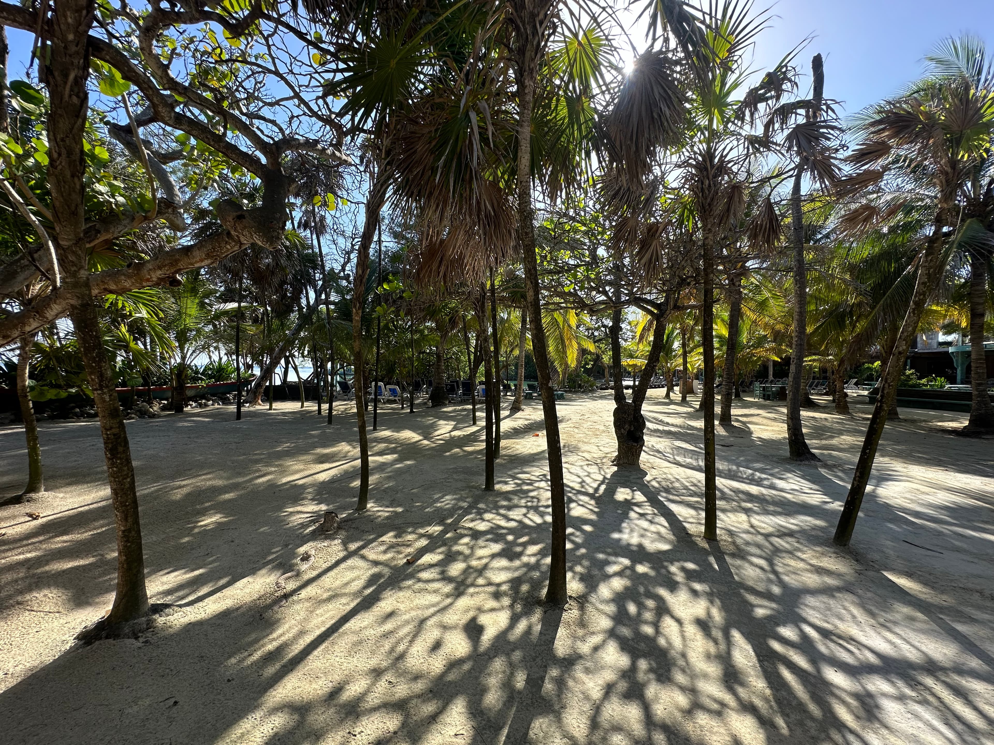 Palm-lined path leading to the beach