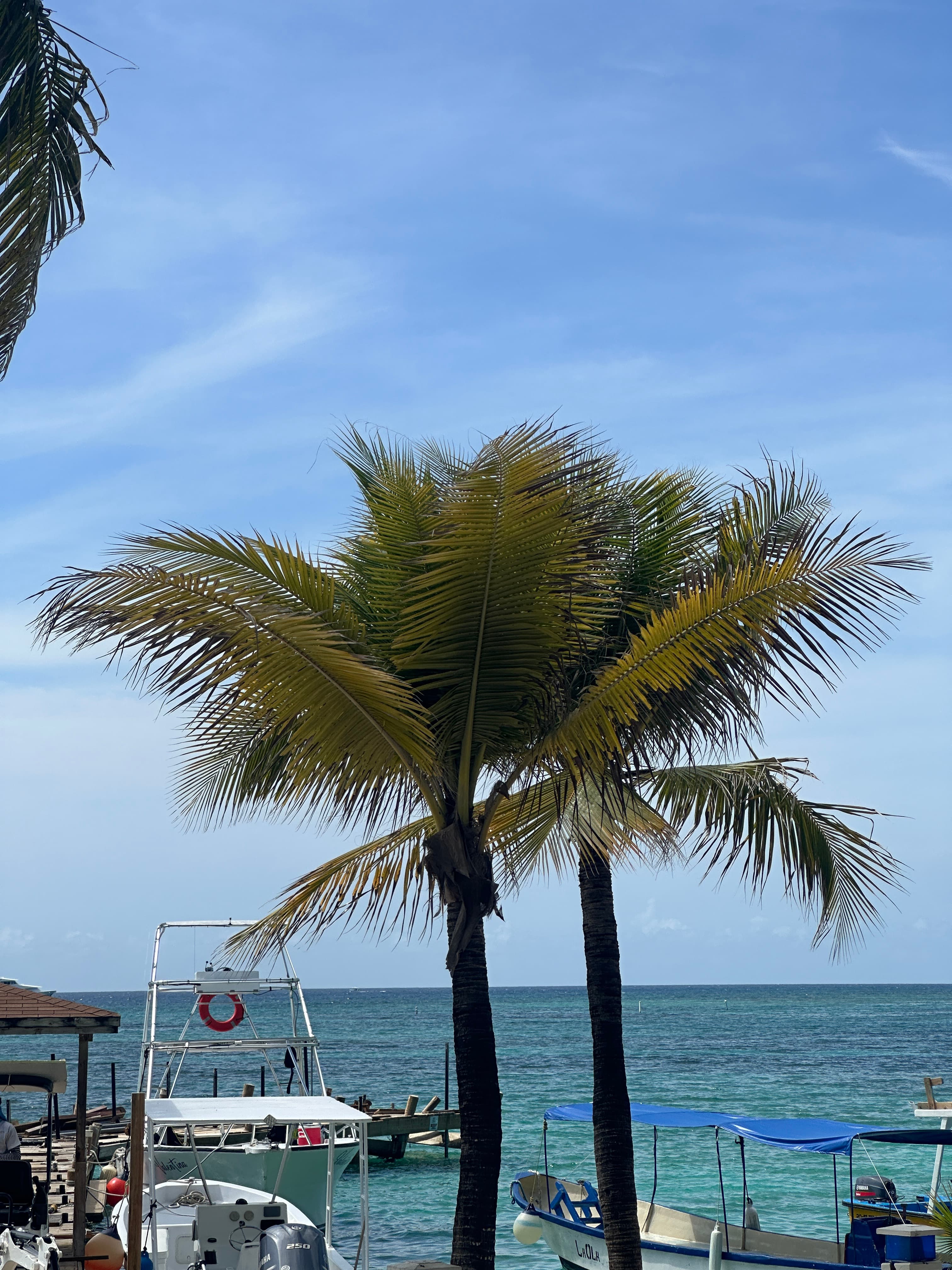 Palm trees and turquoise water at West Bay