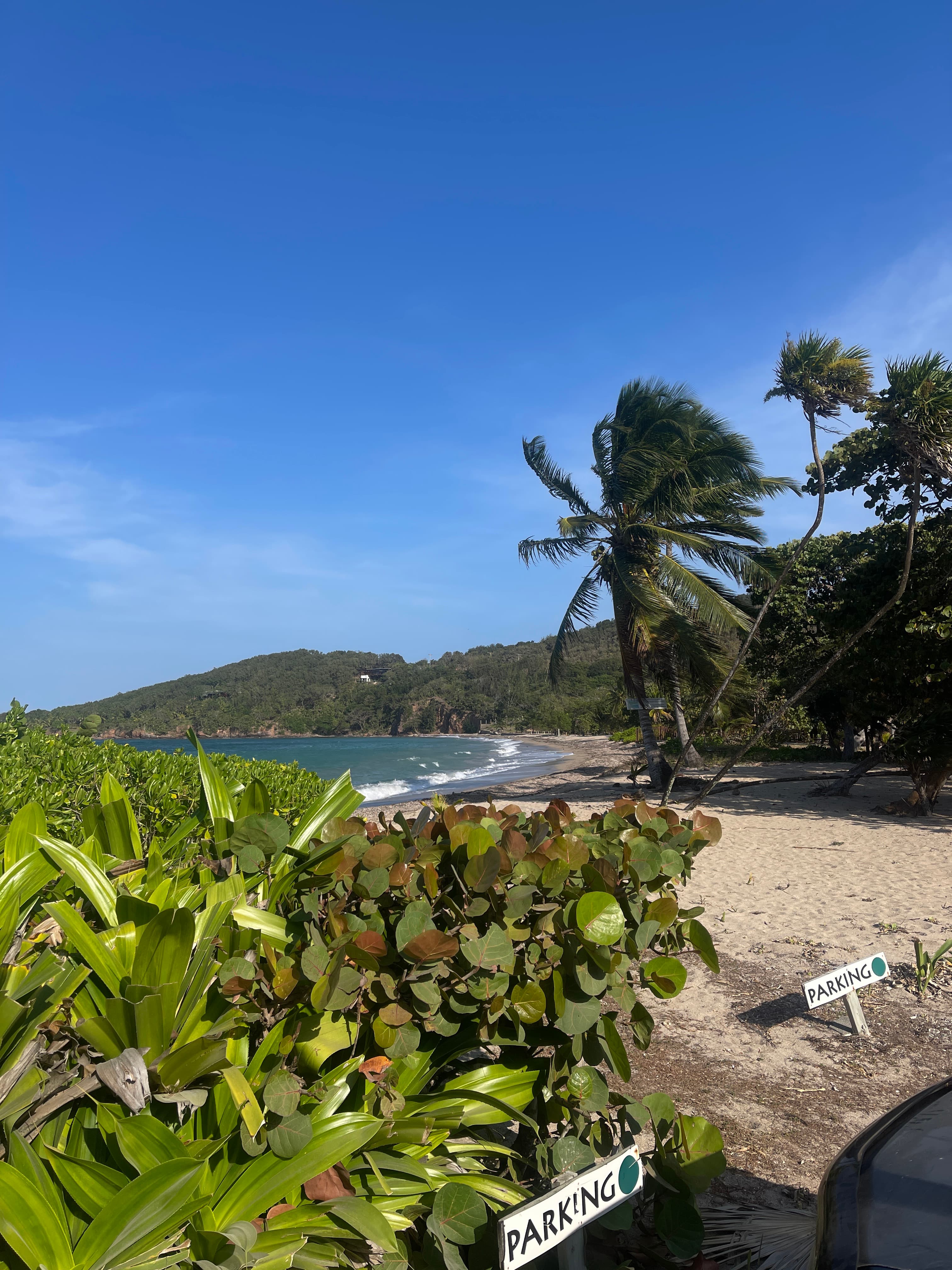 Sandy beach with swaying palm trees